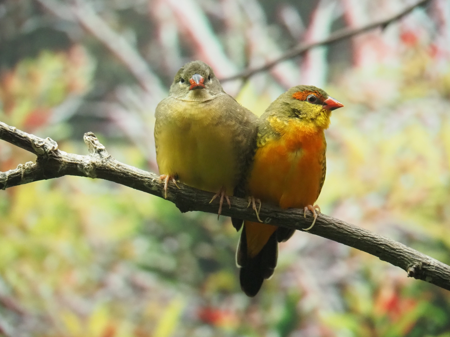 Orange-breasted waxbill (Amandava subflava)