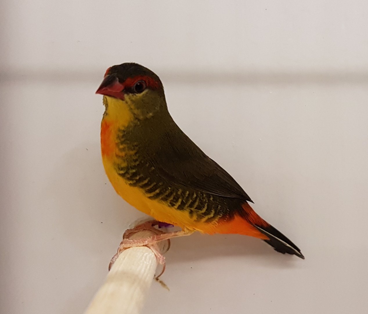 Orange-breasted waxbill