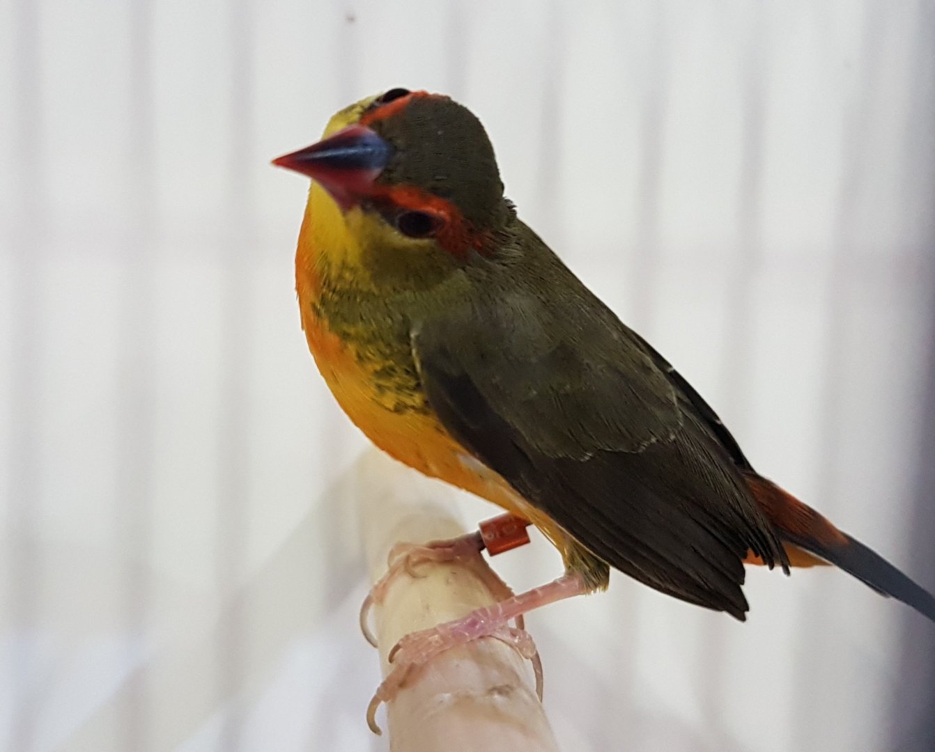 Orange-breasted waxbill