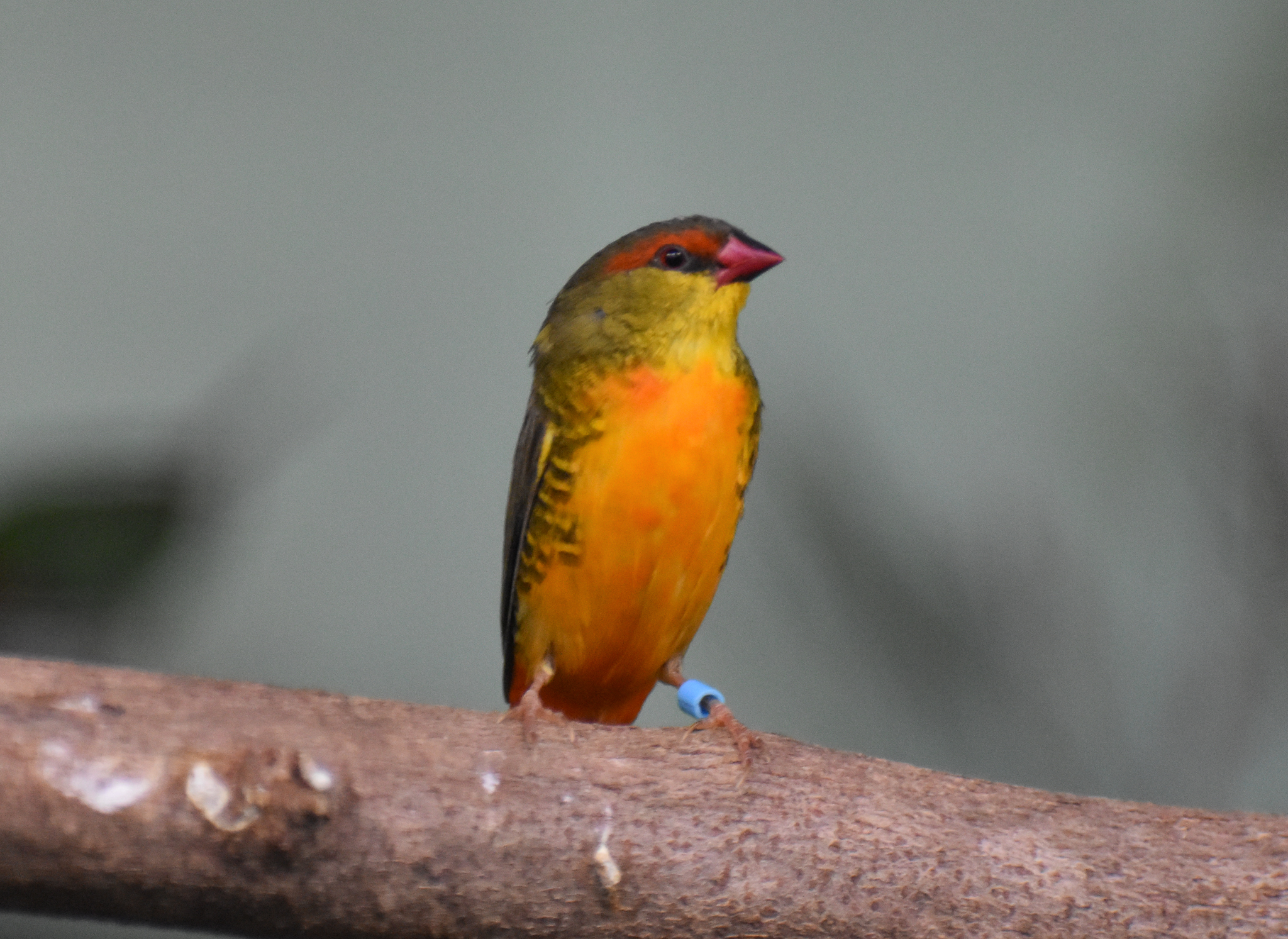 Orange-breasted Waxbill