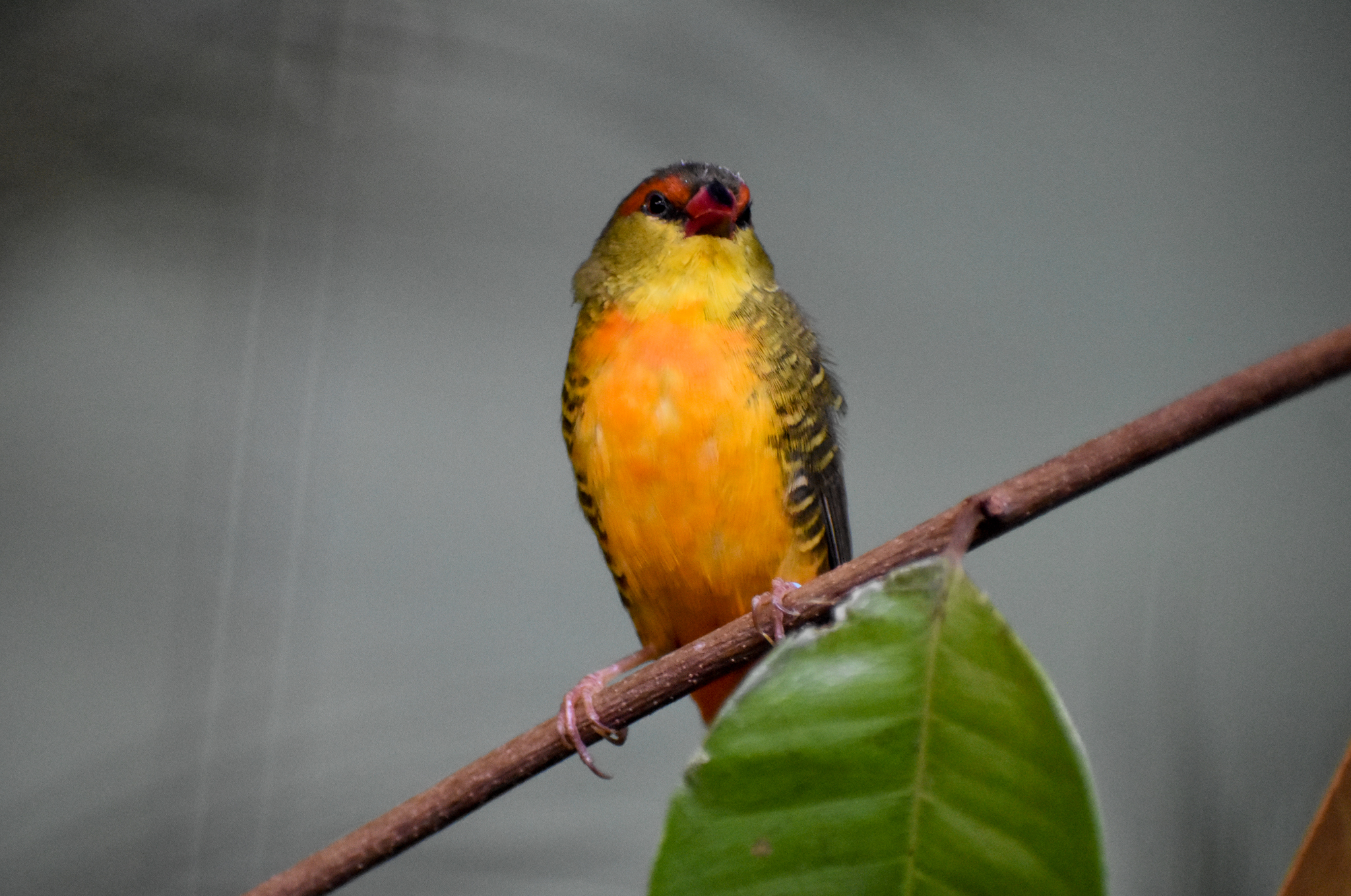 Orange-breasted Waxbill