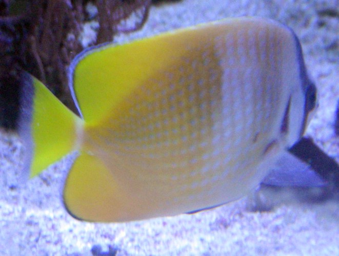 Orange Butterflyfish (Chaetodon kleinii)