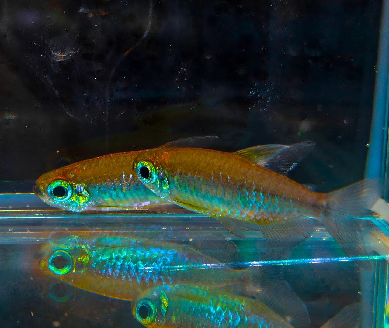 Orange Candycane Congo Tetra (Phenacogrammus sp. Mokobilé)