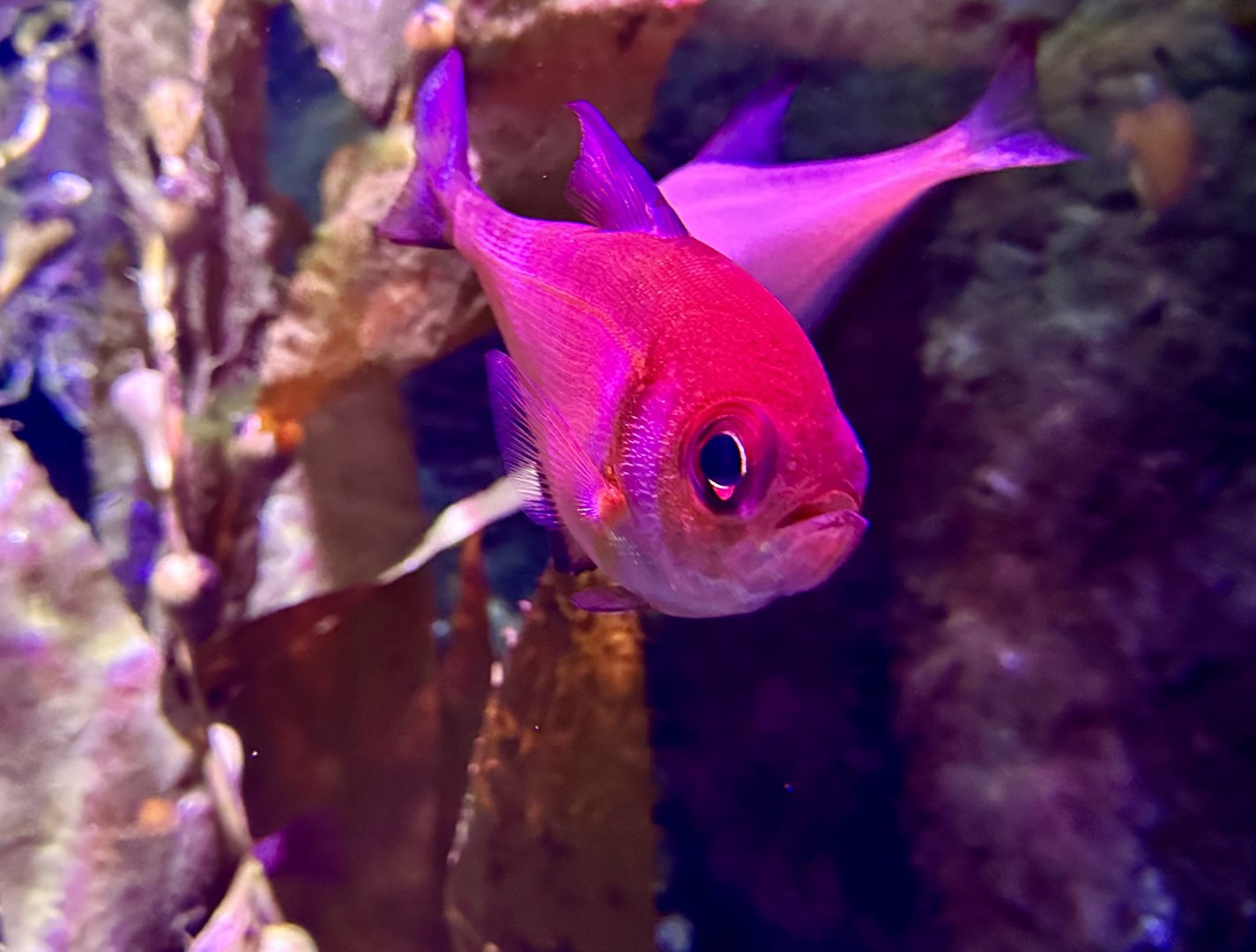 Orange cardinalfish (Vincentia punctata)