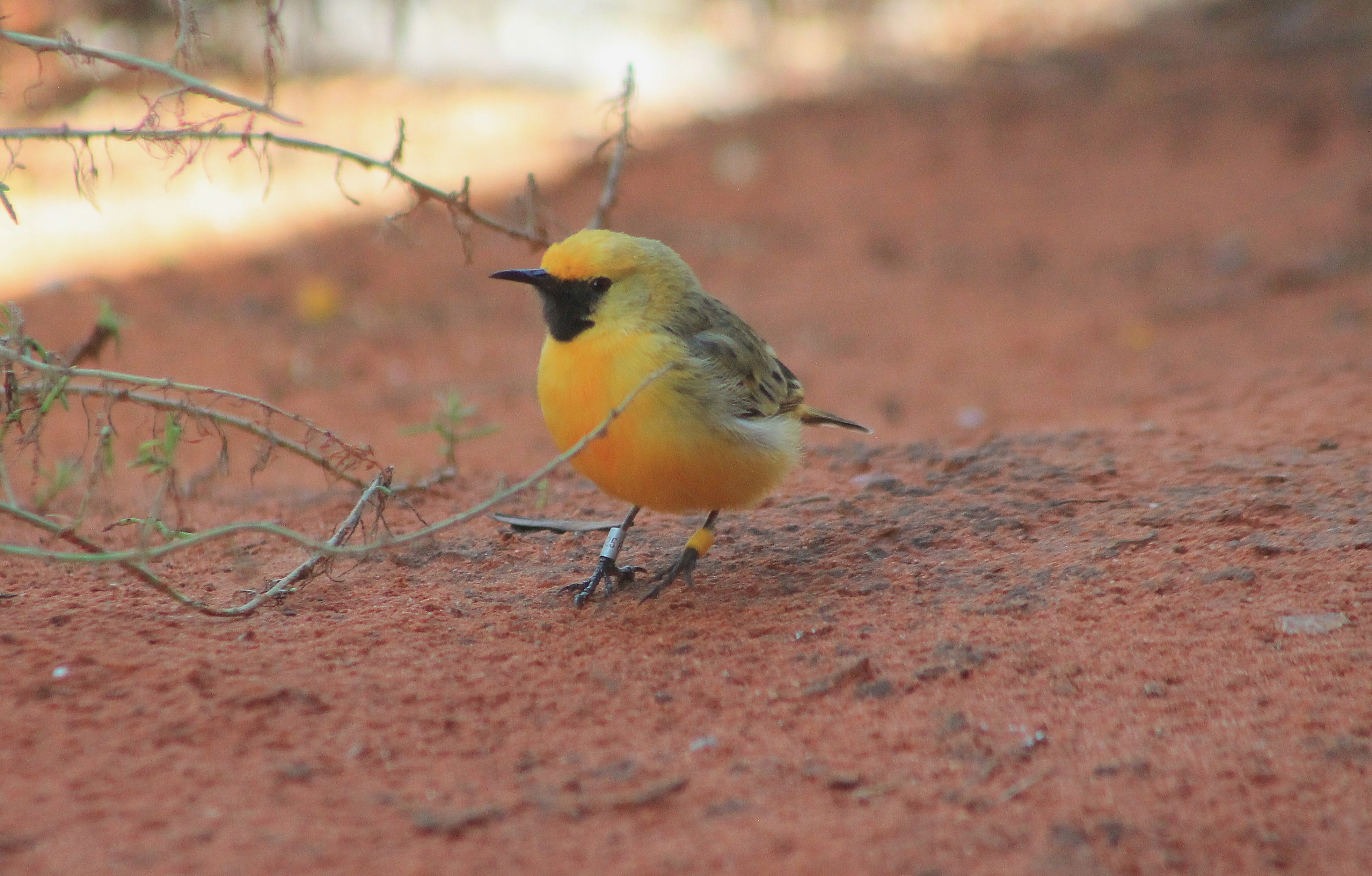 Orange Chat (Epthianura aurifrons)