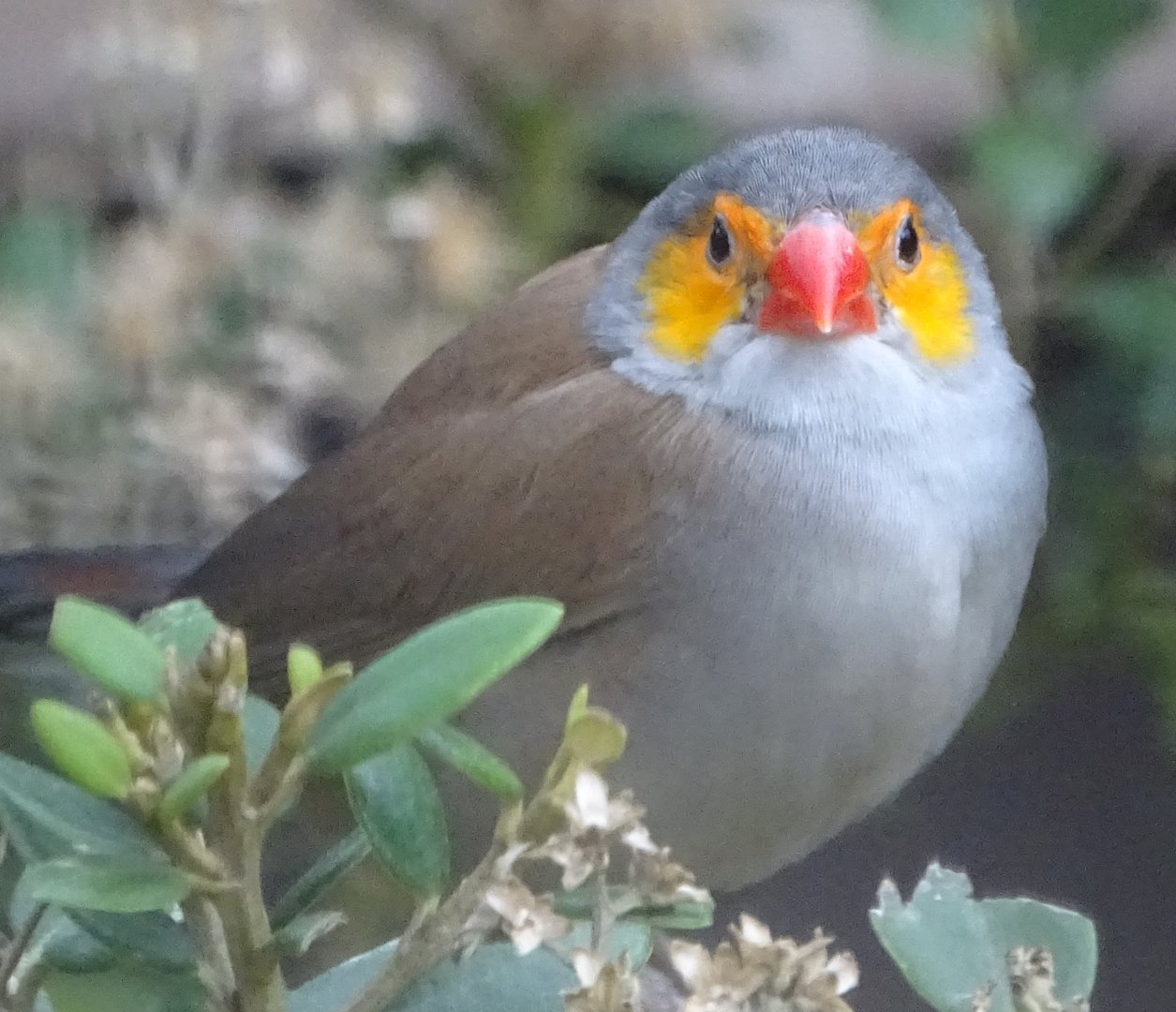 Orange-cheeked Waxbill, 7th October 2024
