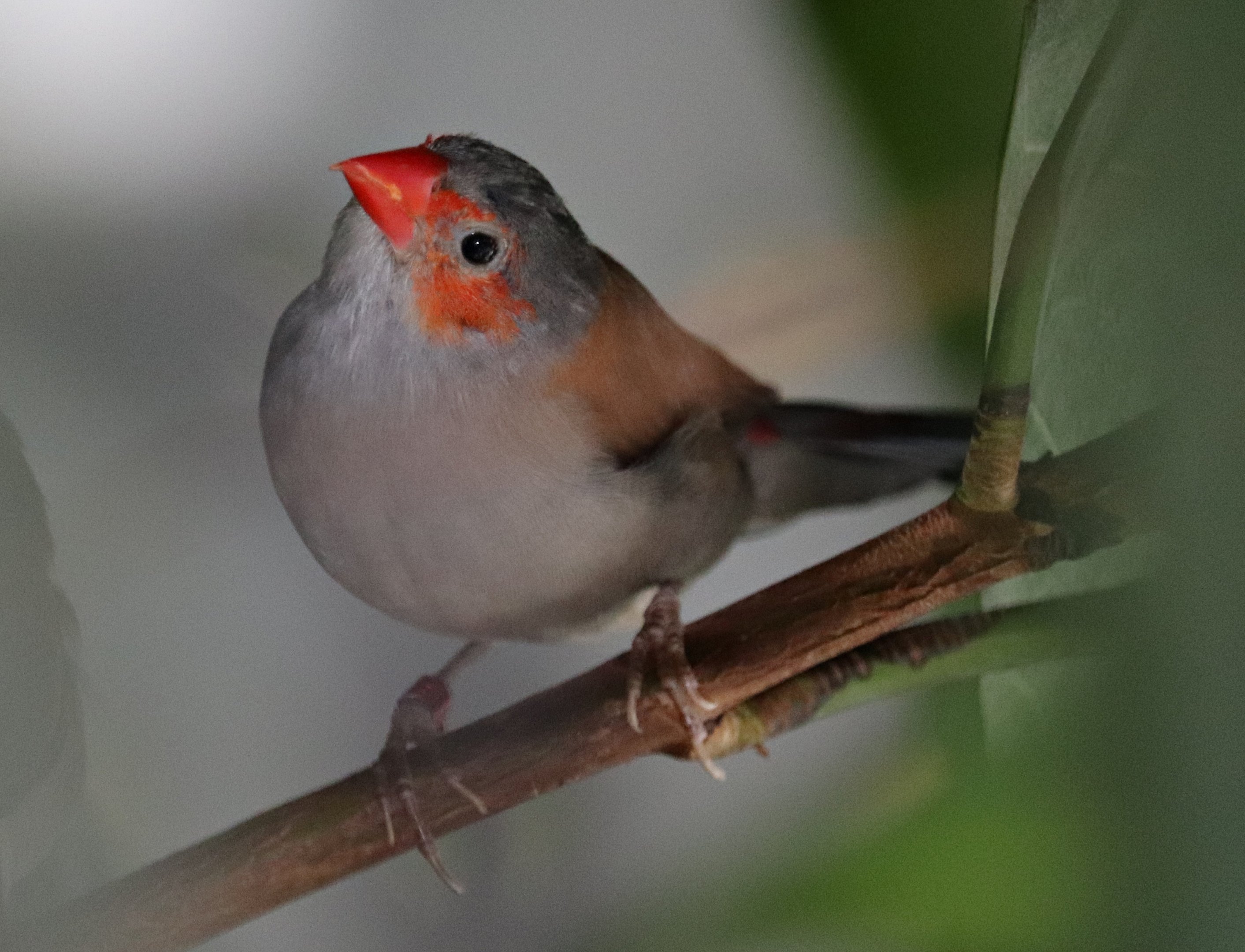 Orange-cheeked waxbill (Estrilda melpoda)