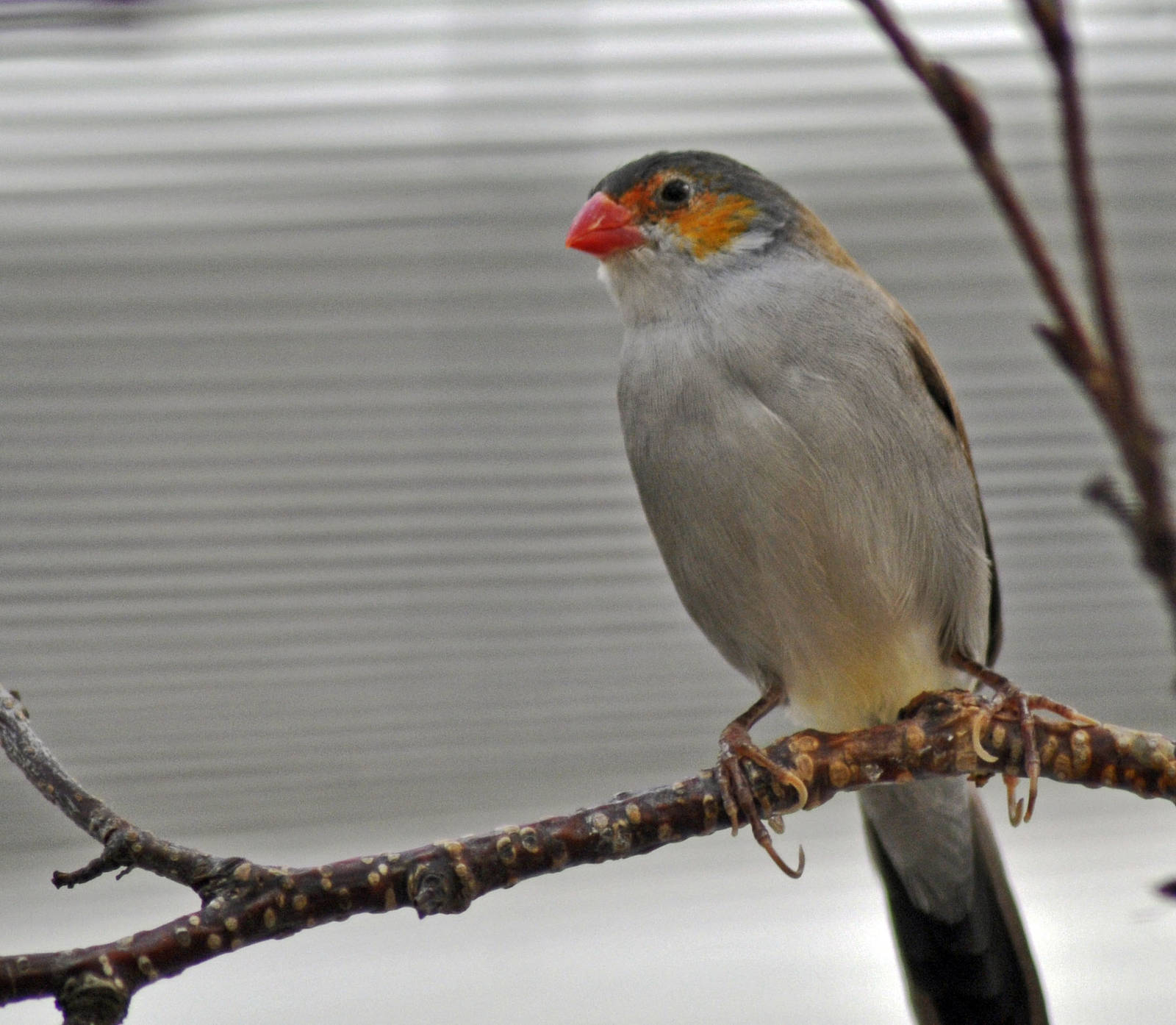 Orange-cheeked Waxbill