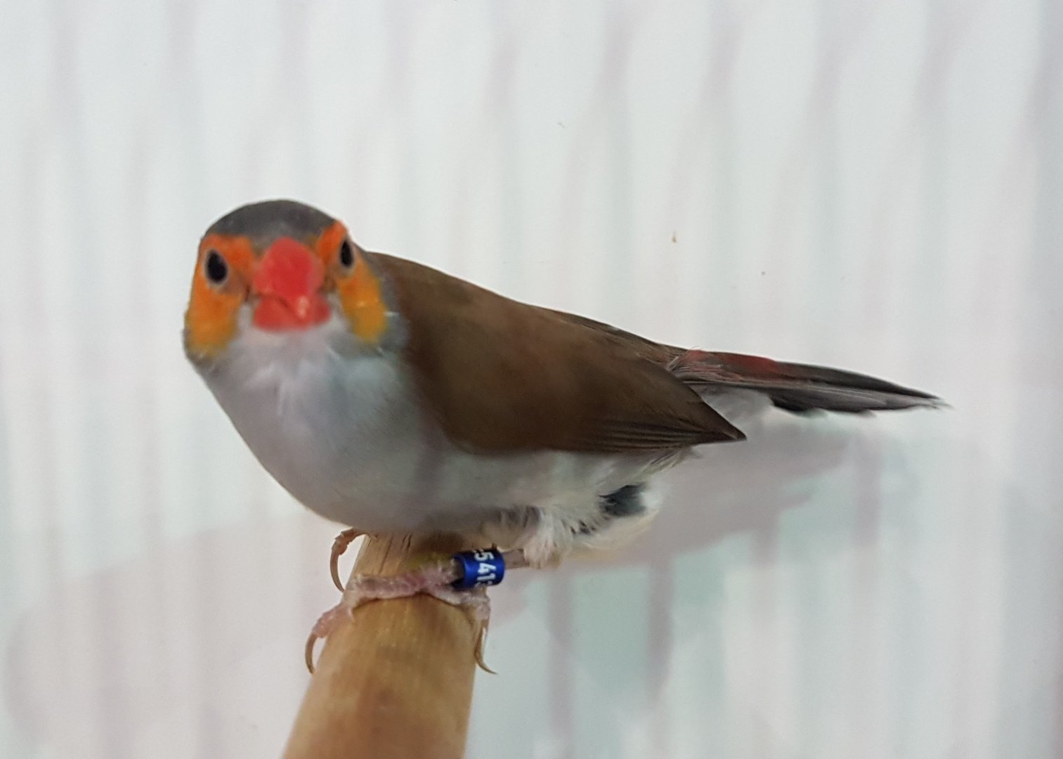 Orange-cheeked waxbill