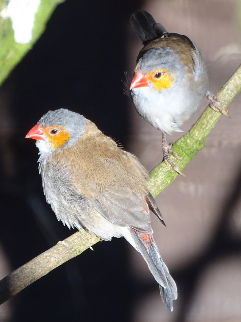 Orange-cheeked Waxbills, 13th March 2025