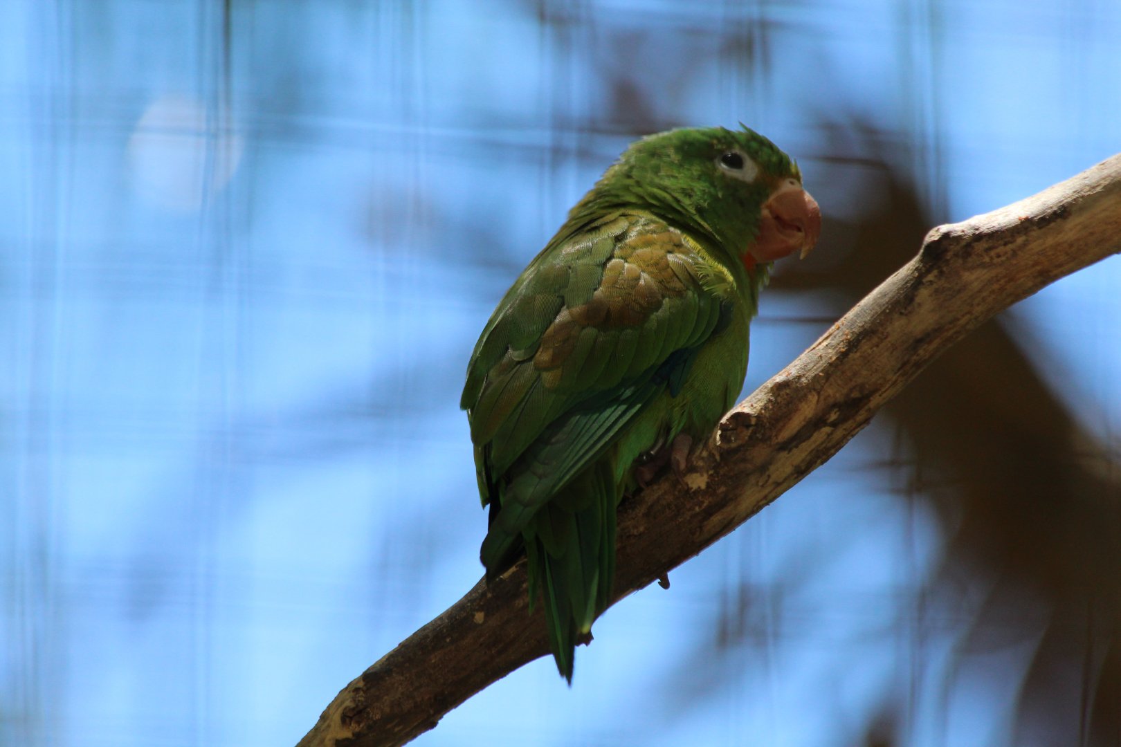 Orange-chinned Parakeet - Mar 2019