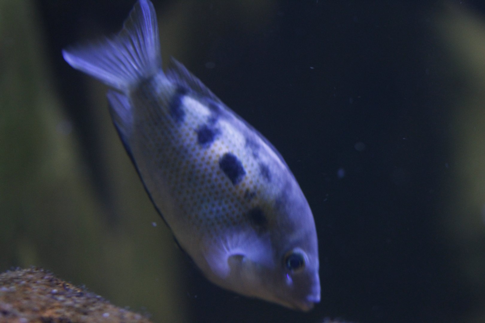 Orange chromide (Pseudetroplus maculatus)