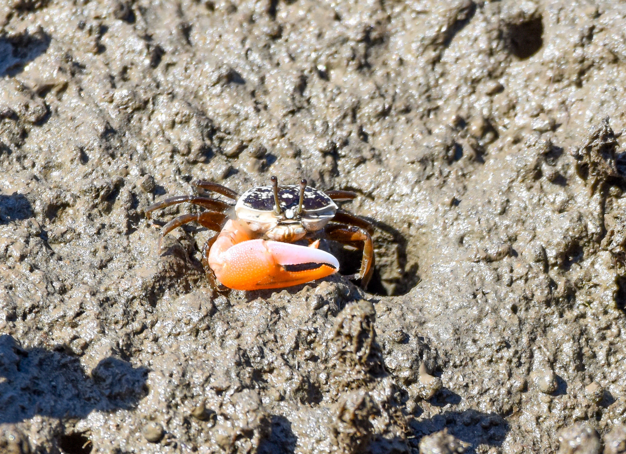 Orange-clawed Fiddler Crab, Gelasimus vomeris
