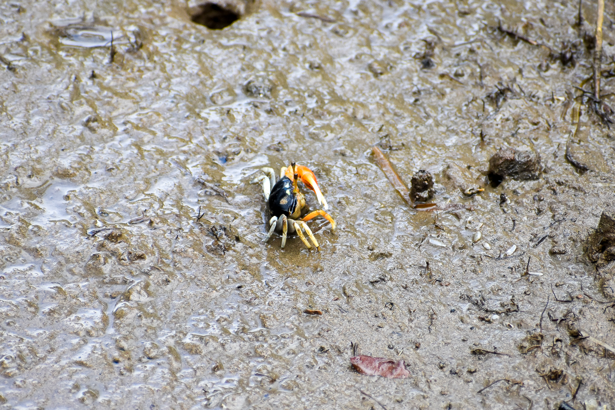 Orange-clawed Fiddler Crab (Uca coarctata)