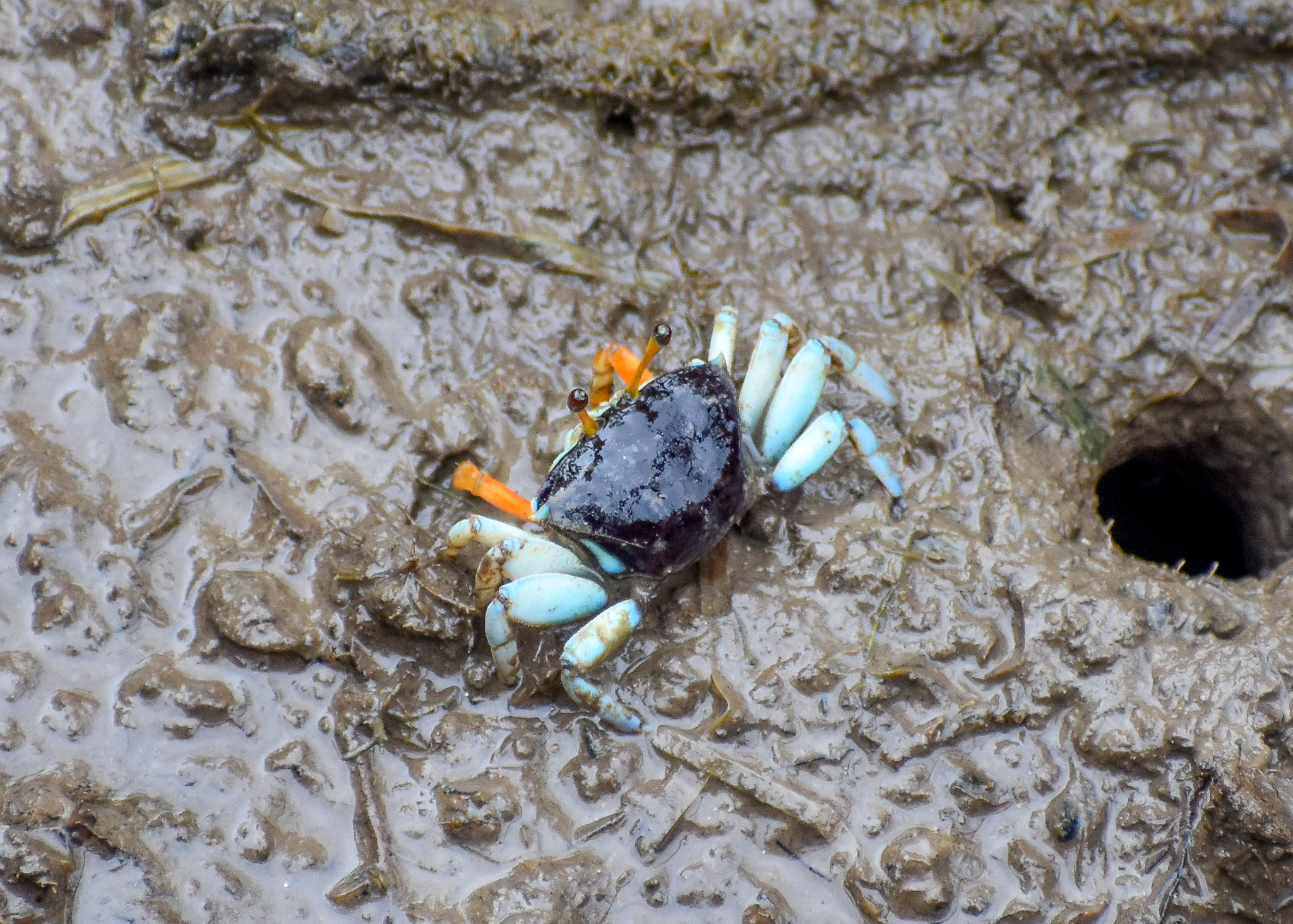 Orange-clawed Fiddler Crab (Uca coarctata)