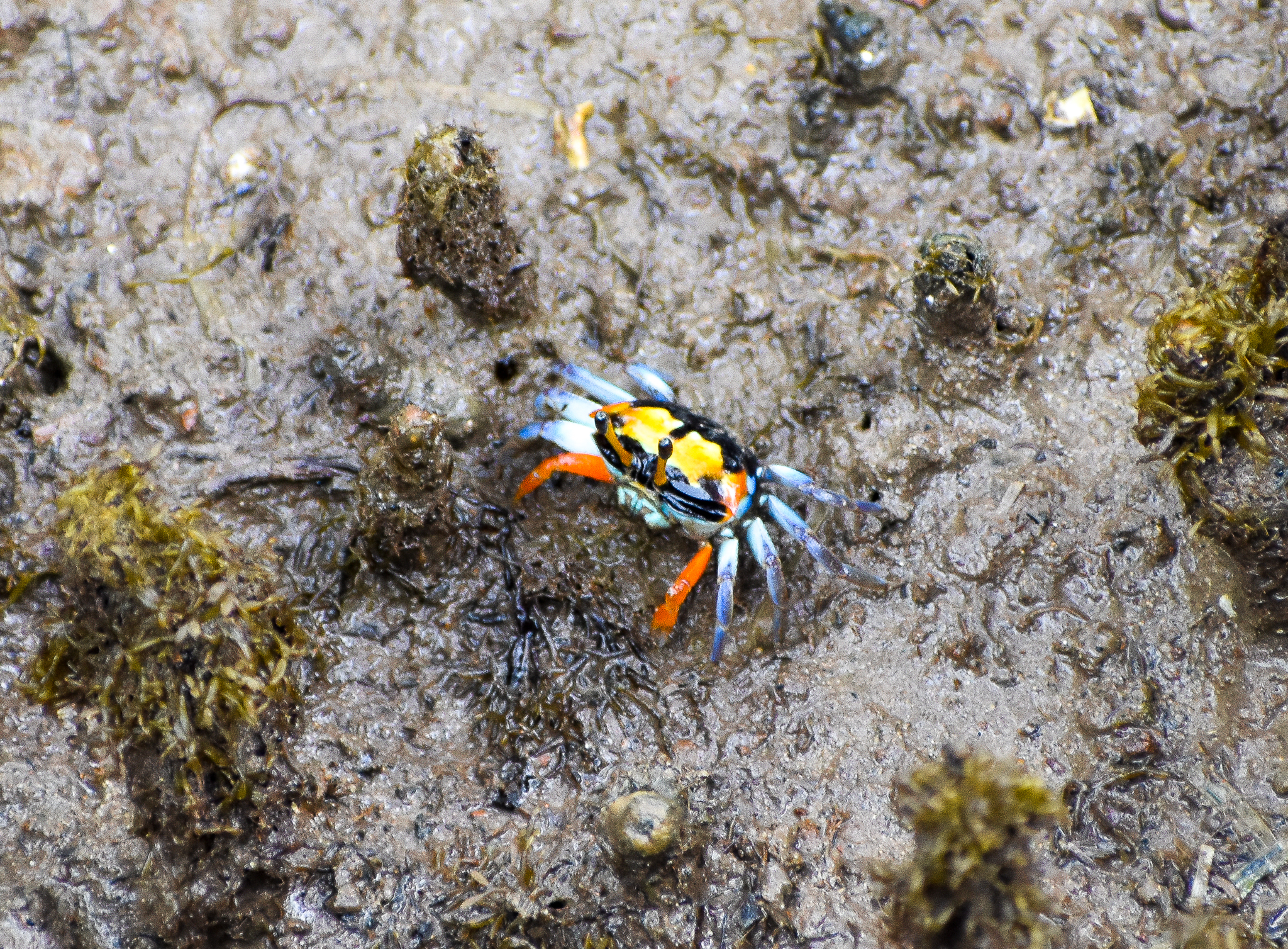 Orange-clawed Fiddler Crab (Uca coarctata)