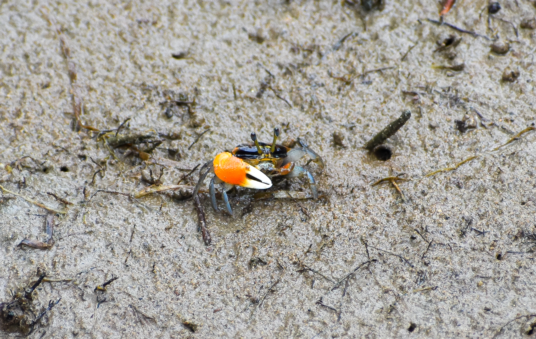 Orange-clawed Fiddler Crab (Uca coarctata)