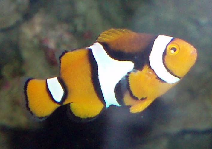 Orange Clownfish (Amphiprion percula)