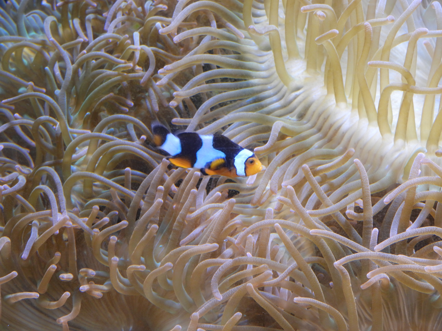 Orange Clownfish (Amphiprion percula)
