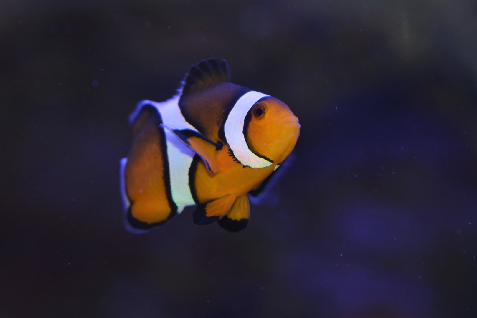 Orange clownfish (Amphiprion percula)