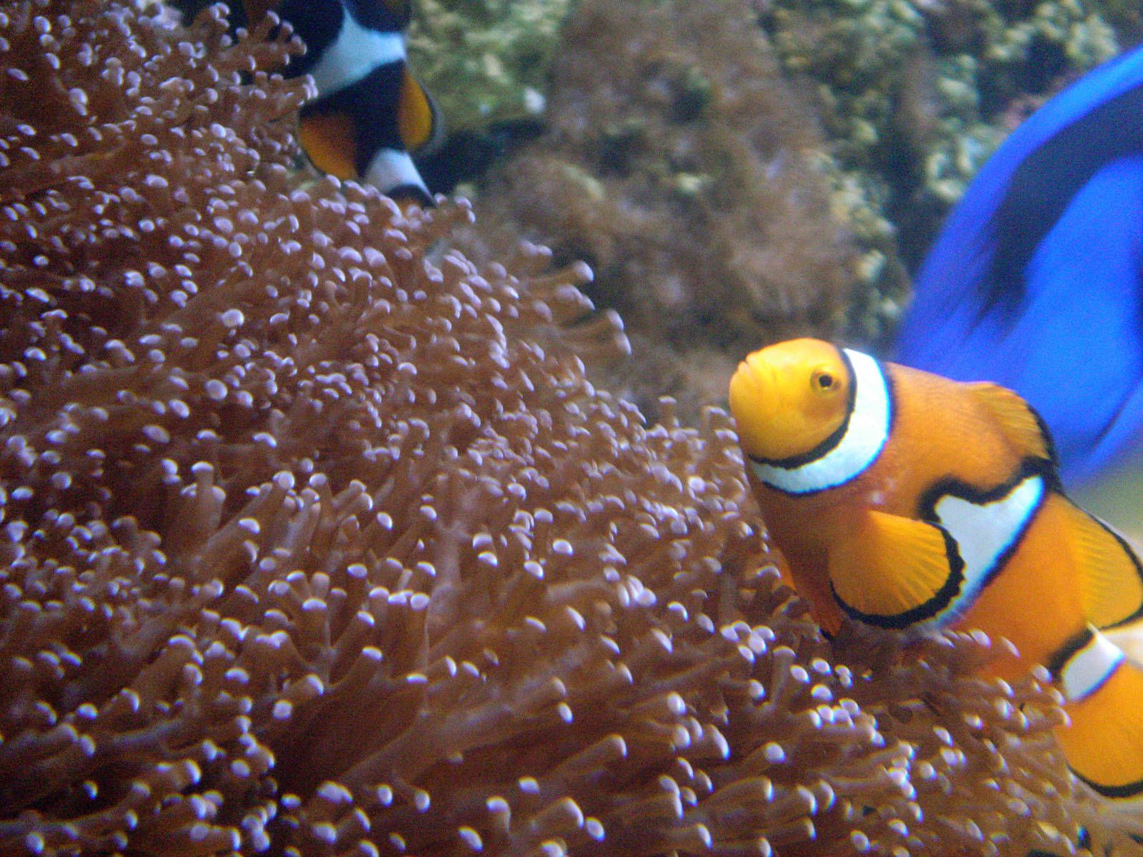 Orange clownfish