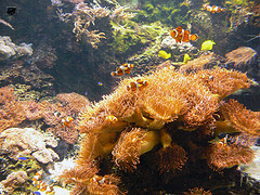 Orange clownfish