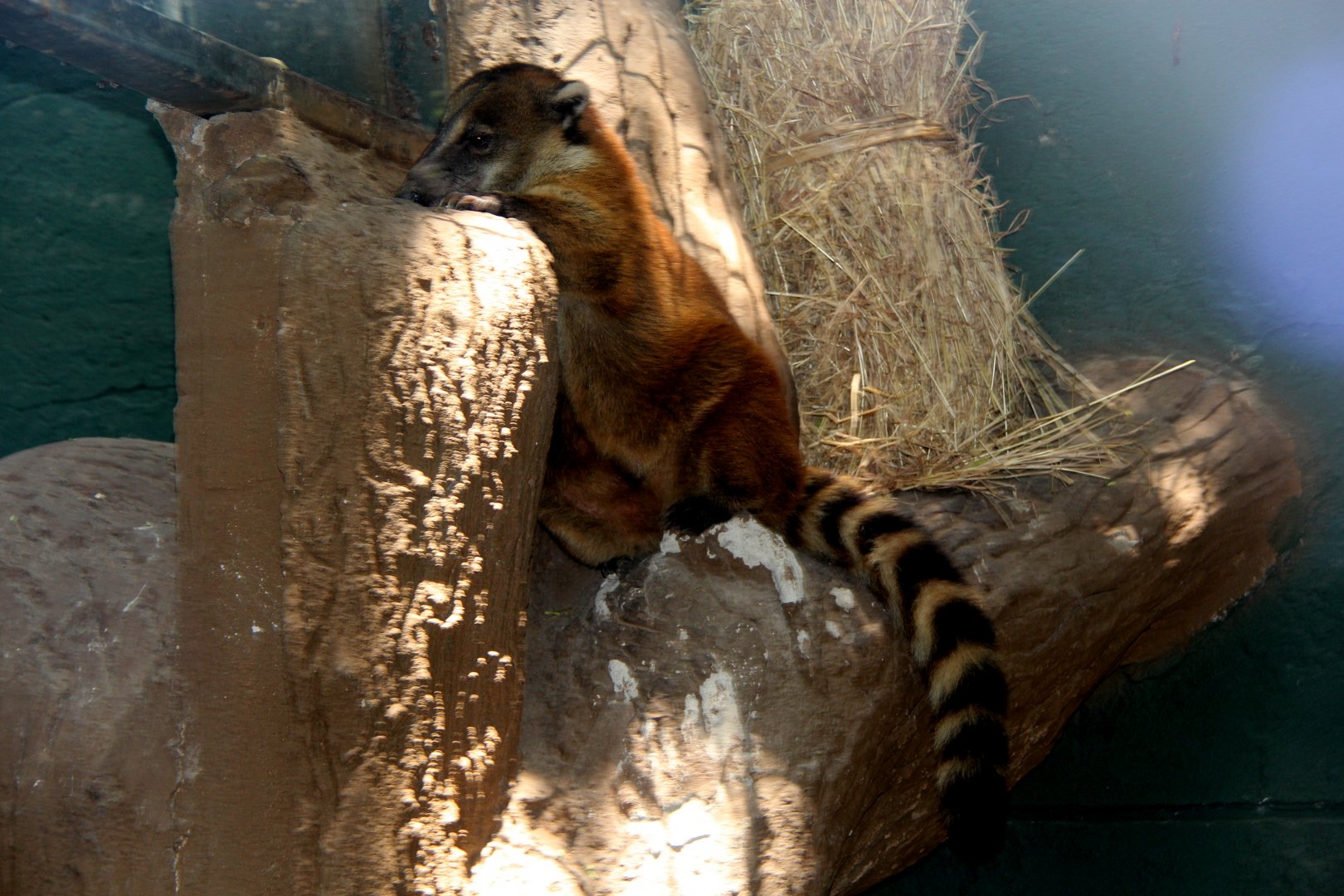 Orange coati (Nasua nasua dorsalis)