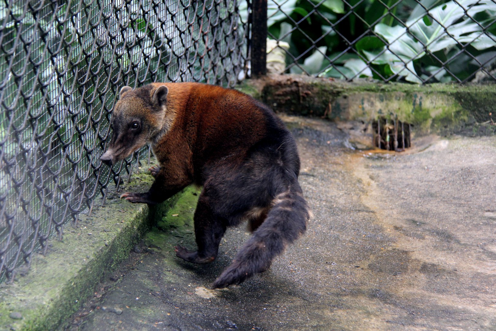 Orange coati (Nasua nasua dorsalis)