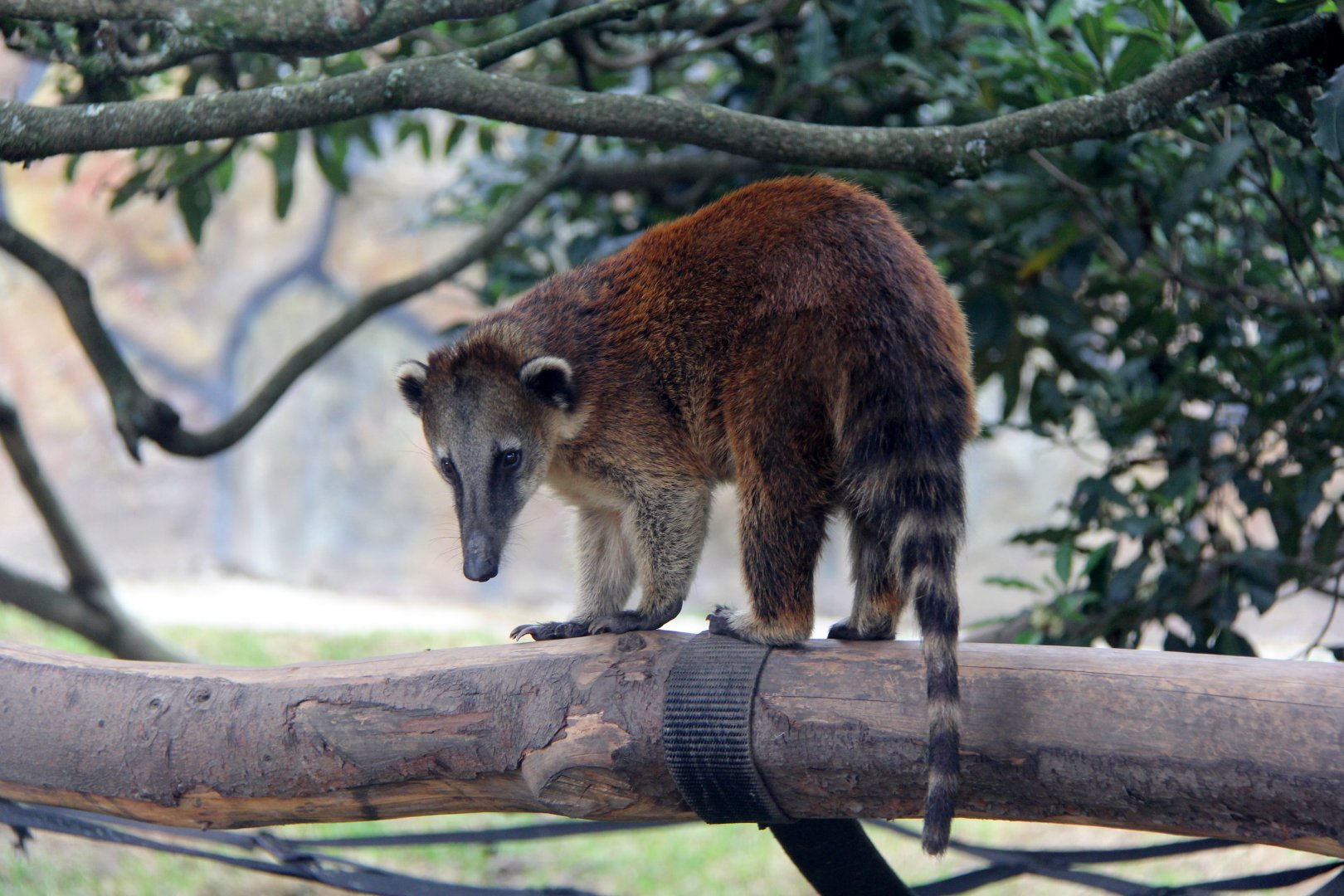 Orange coati (Nasua nasua dorsalis)