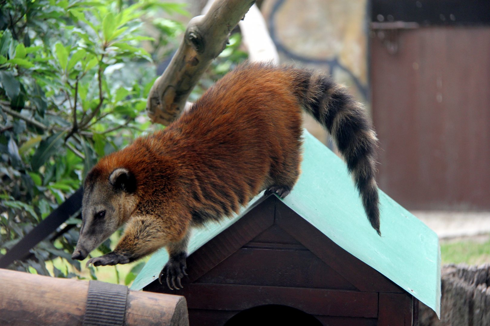 Orange coati (Nasua nasua dorsalis)