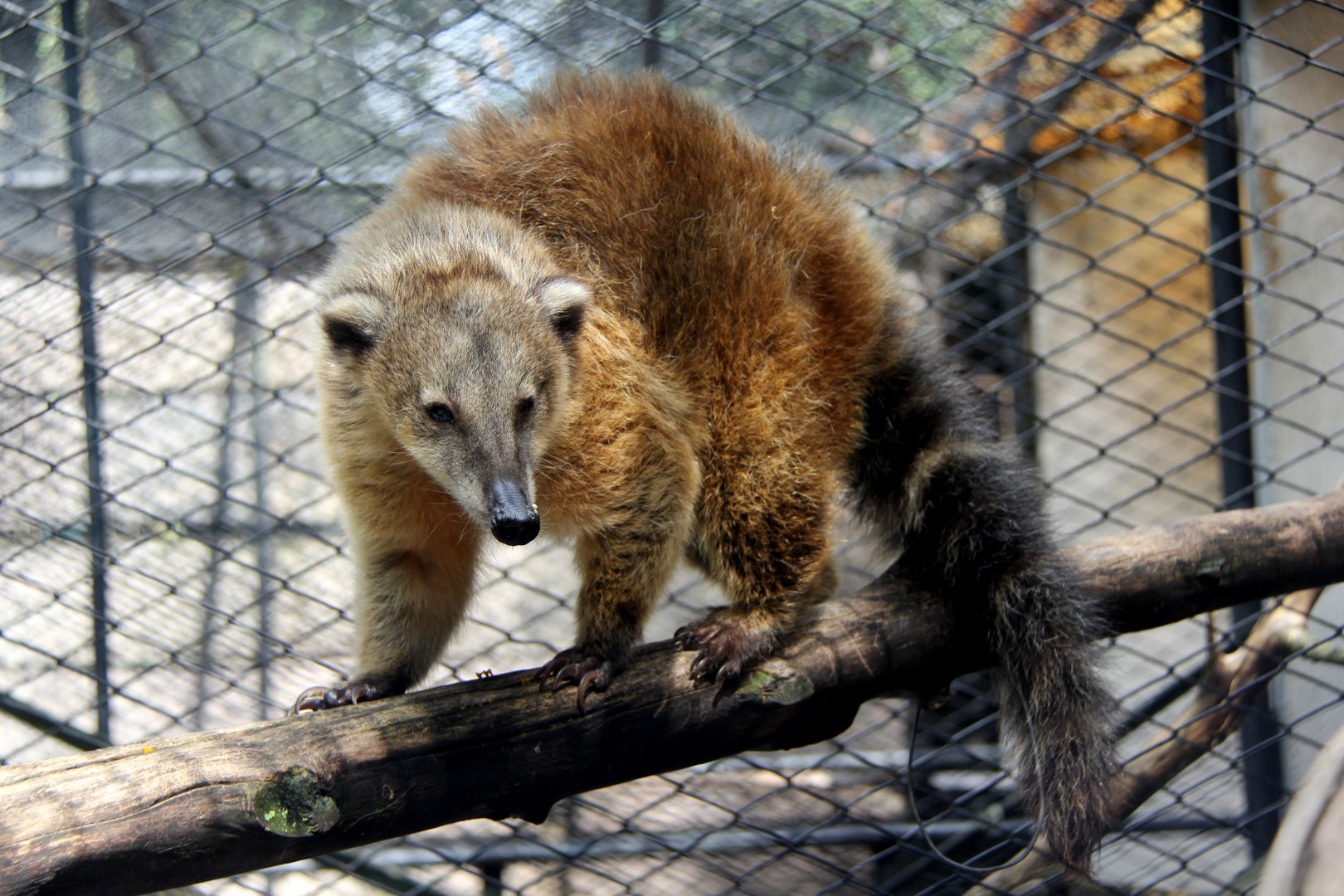 Orange coati (Nasua nasua dorsalis)
