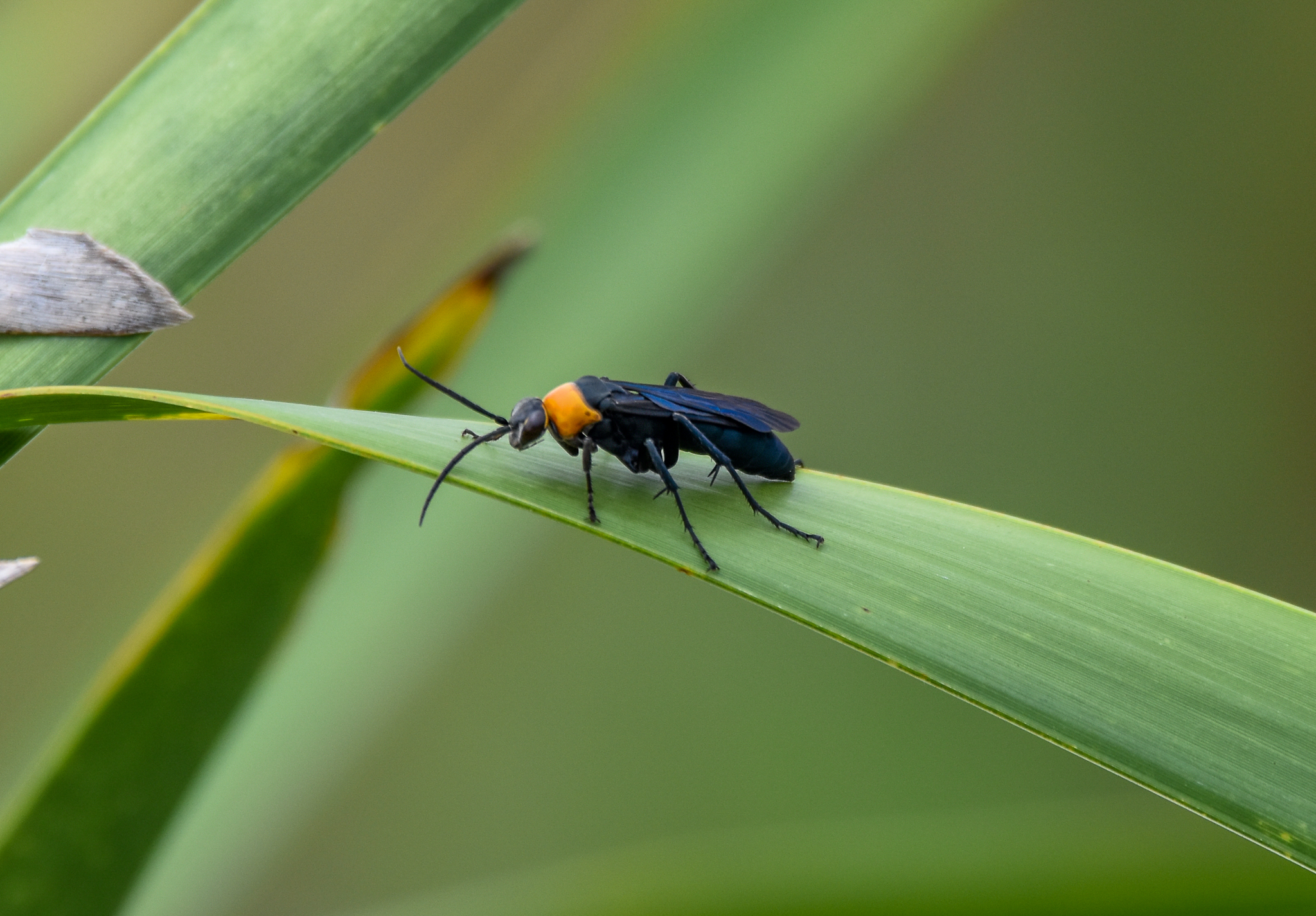 Orange-collared Spider Wasp