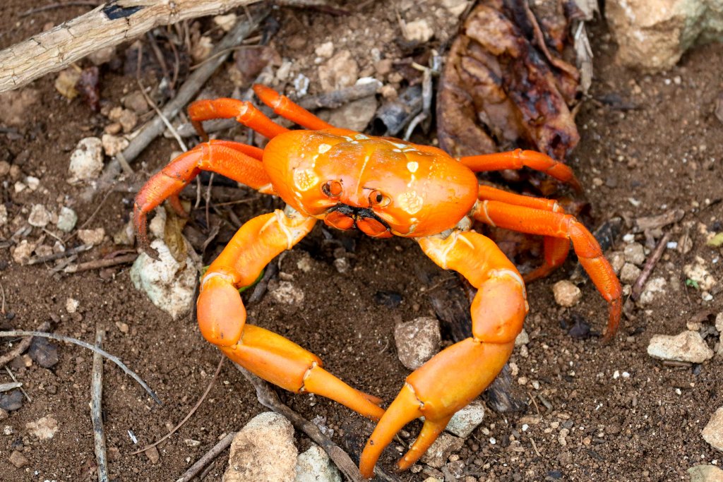 Orange-coloured Red Crab