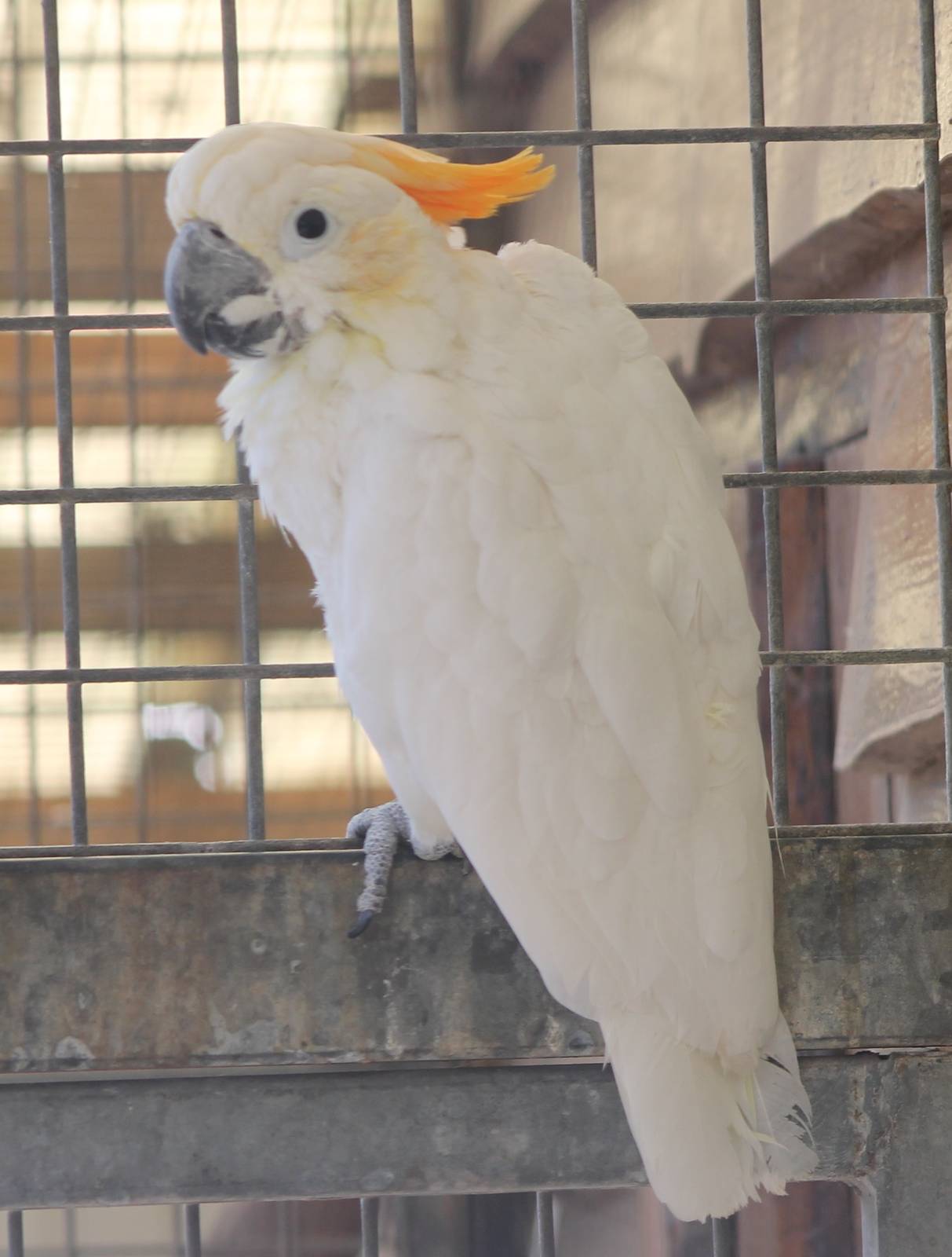 Orange-crested cockatoo