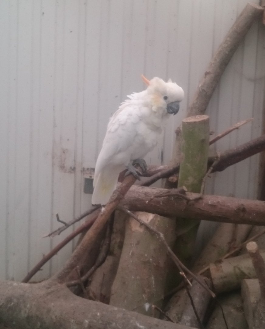 Orange-crested cockatoo