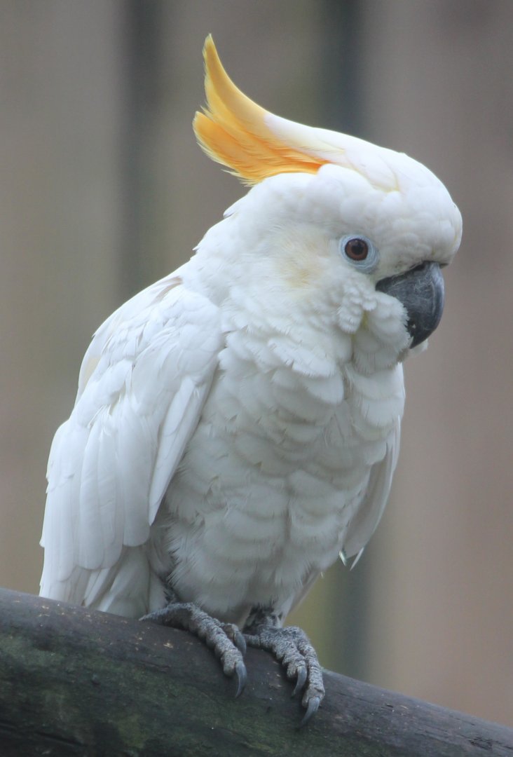 Orange-crested cockatoo