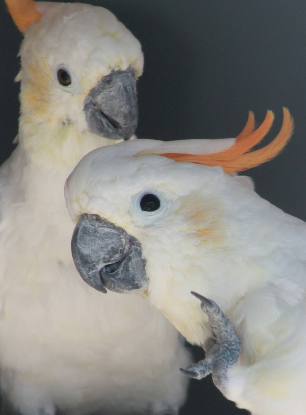 Orange-crested cockatoos