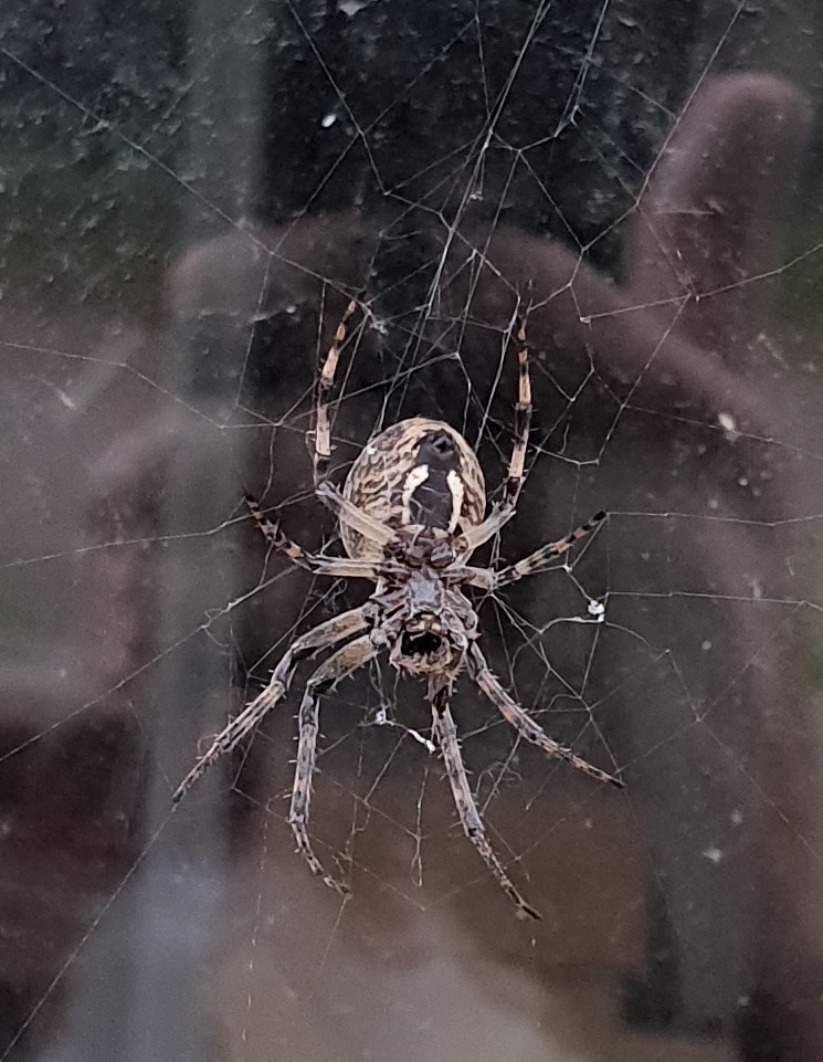 Orange cross spider -Araneus diadematus - underside