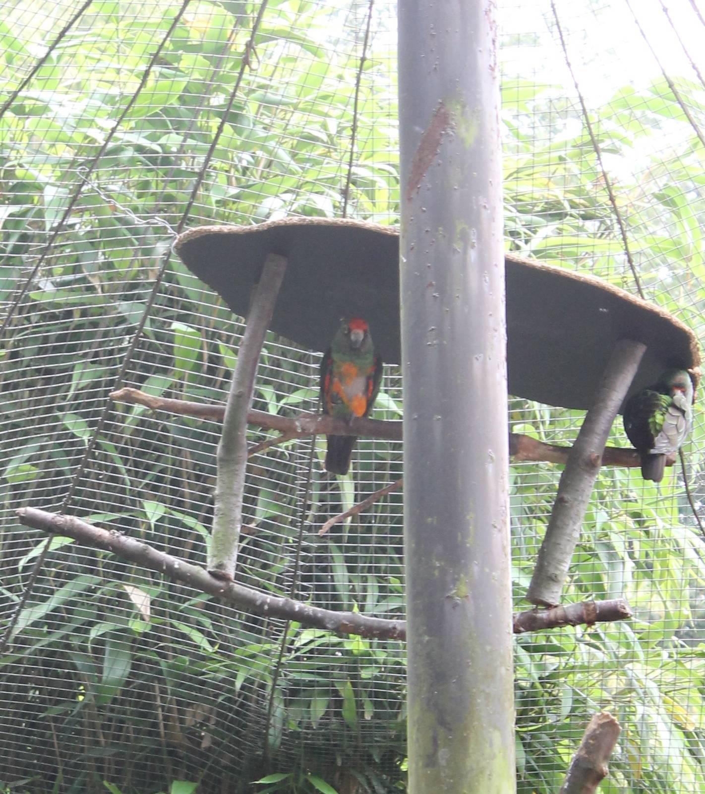 Orange-crowned parrots