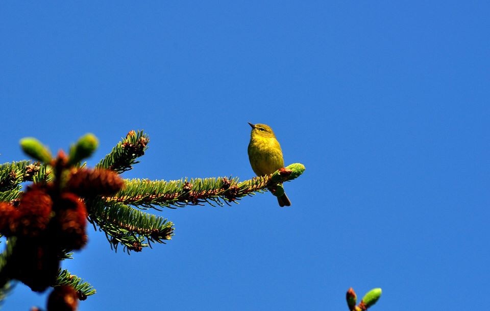 Orange-Crowned Warbler (?) - Alaska