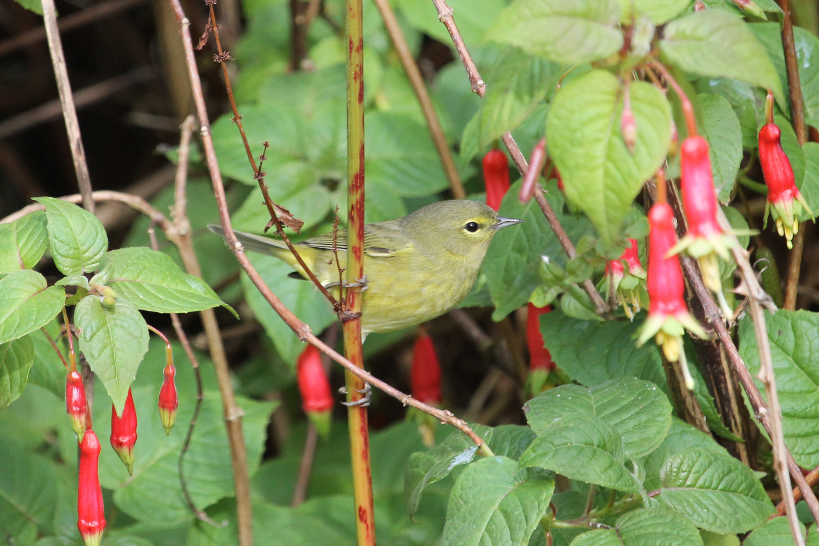 Orange-crowned Warbler (Leiothlypis celata)
