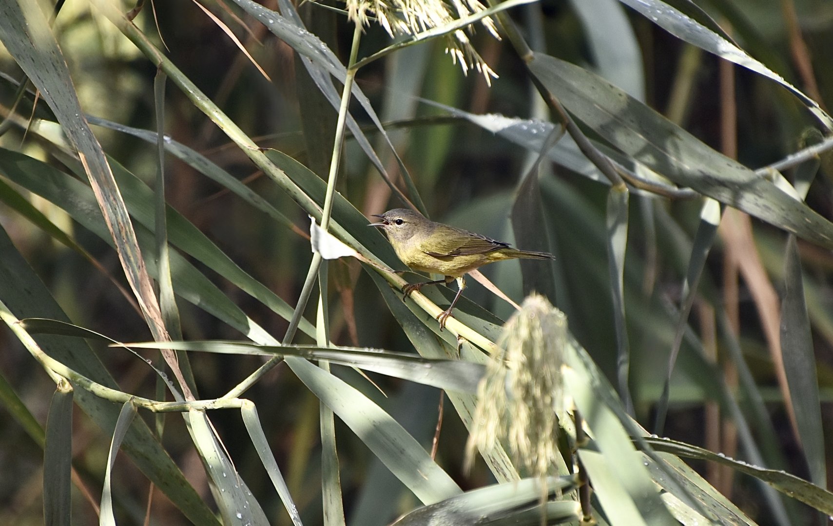 Orange-Crowned Warbler (Leiothlypis celata)