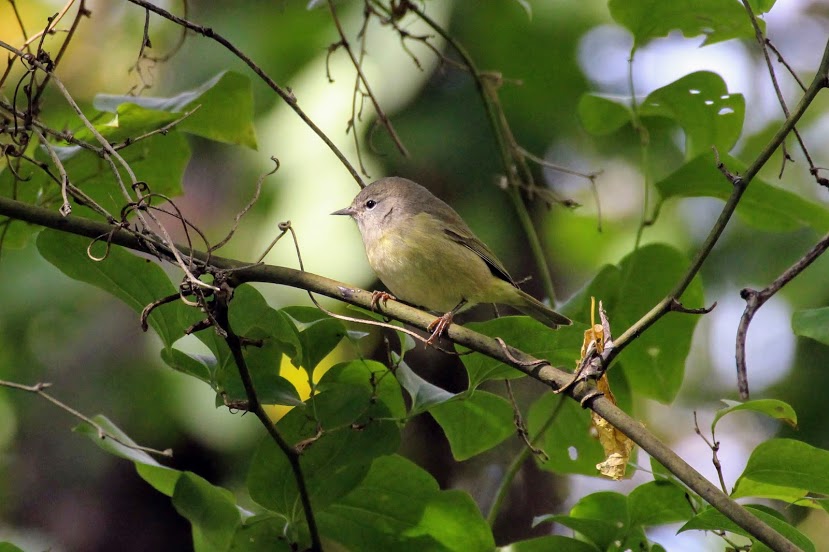 Orange-crowned Warbler