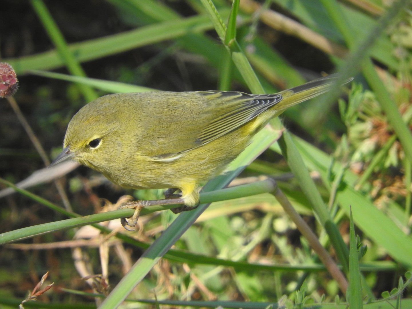 Orange-crowned Warbler