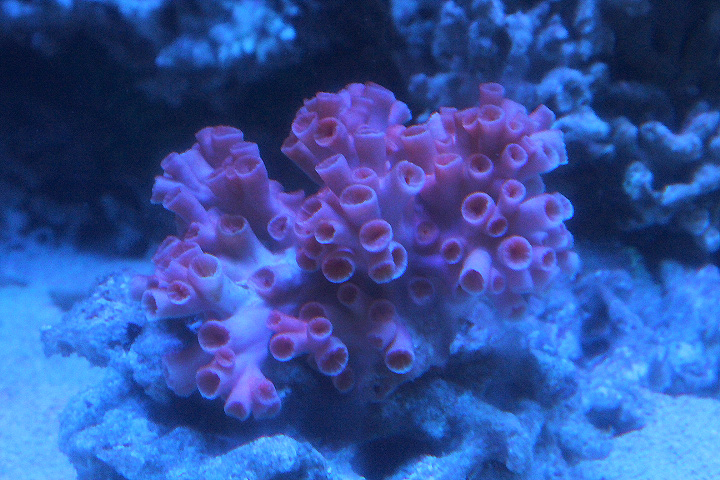 Orange cup coral (Tubastraea coccinea) - Suraloka Interactive Zoo