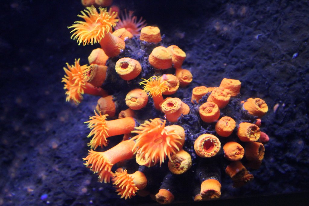 Orange Cup Coral (Tubastraea coccinea)