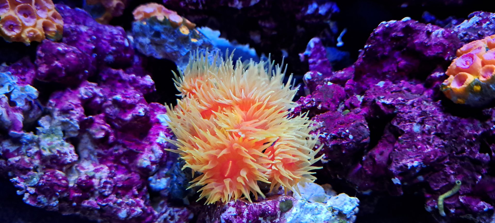 Orange Cup Coral