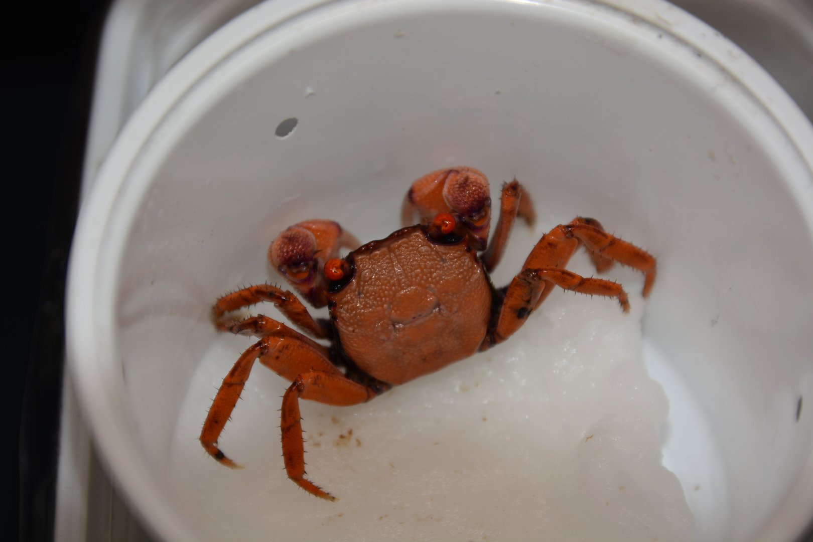 Orange disco vampire crab (Geosesarma tiomanicum)