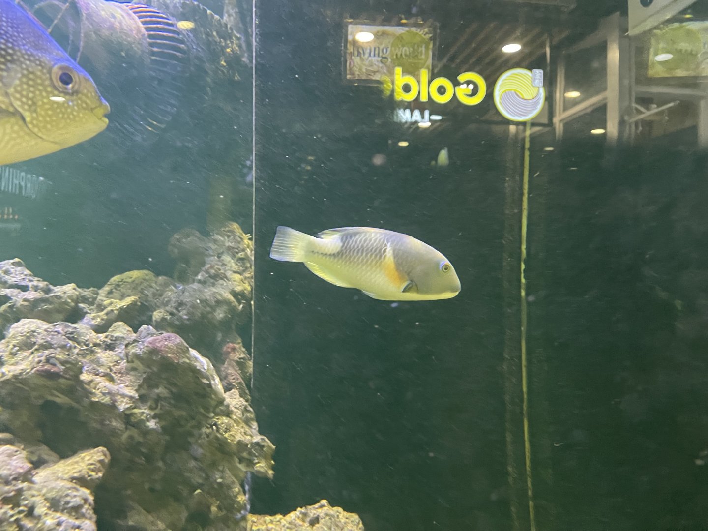 orange-dotted tuskfish (choerodon anchorago)