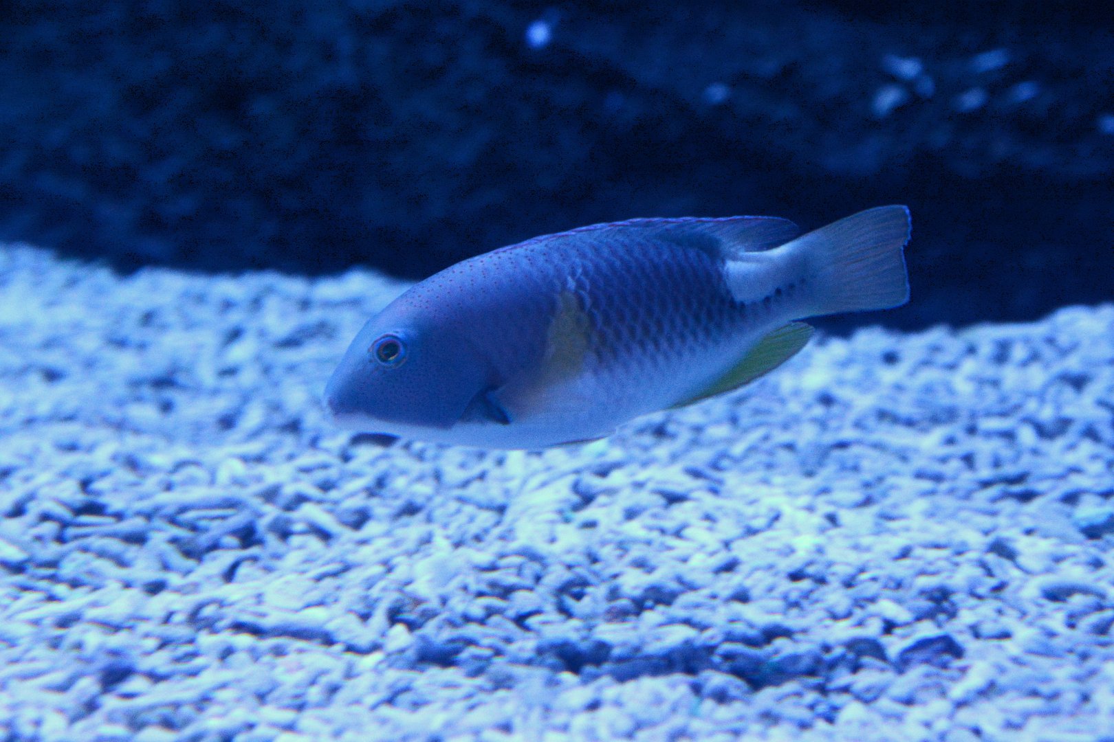 Orange-dotted Tuskfish (Choerodon anchorago)